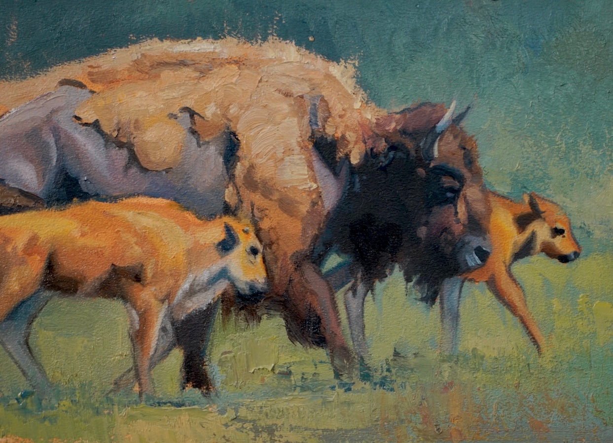 Mama Bison Study