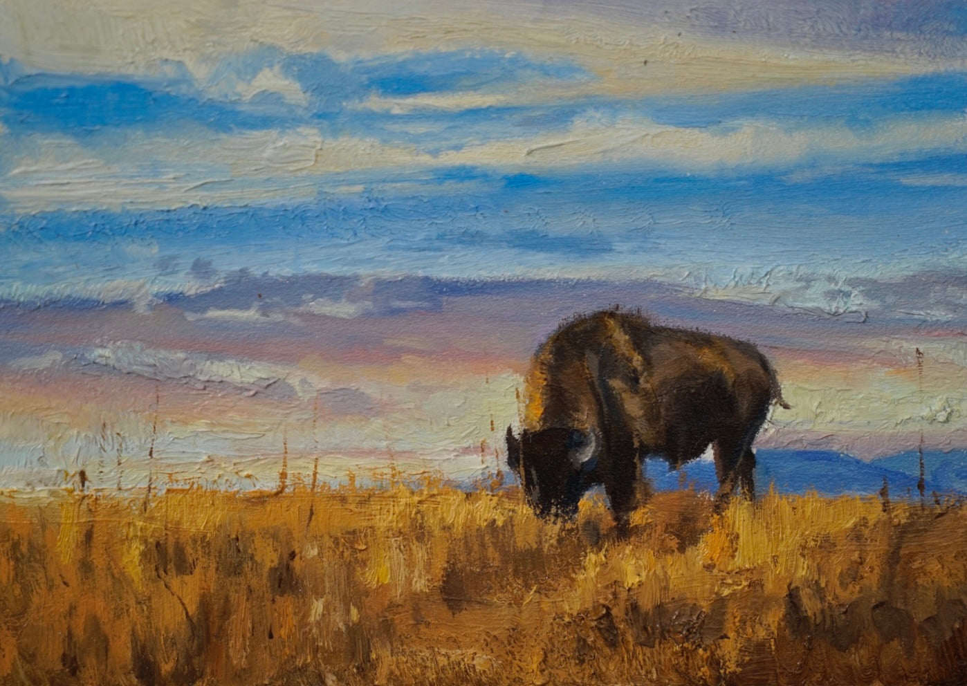Grazing Bison Study