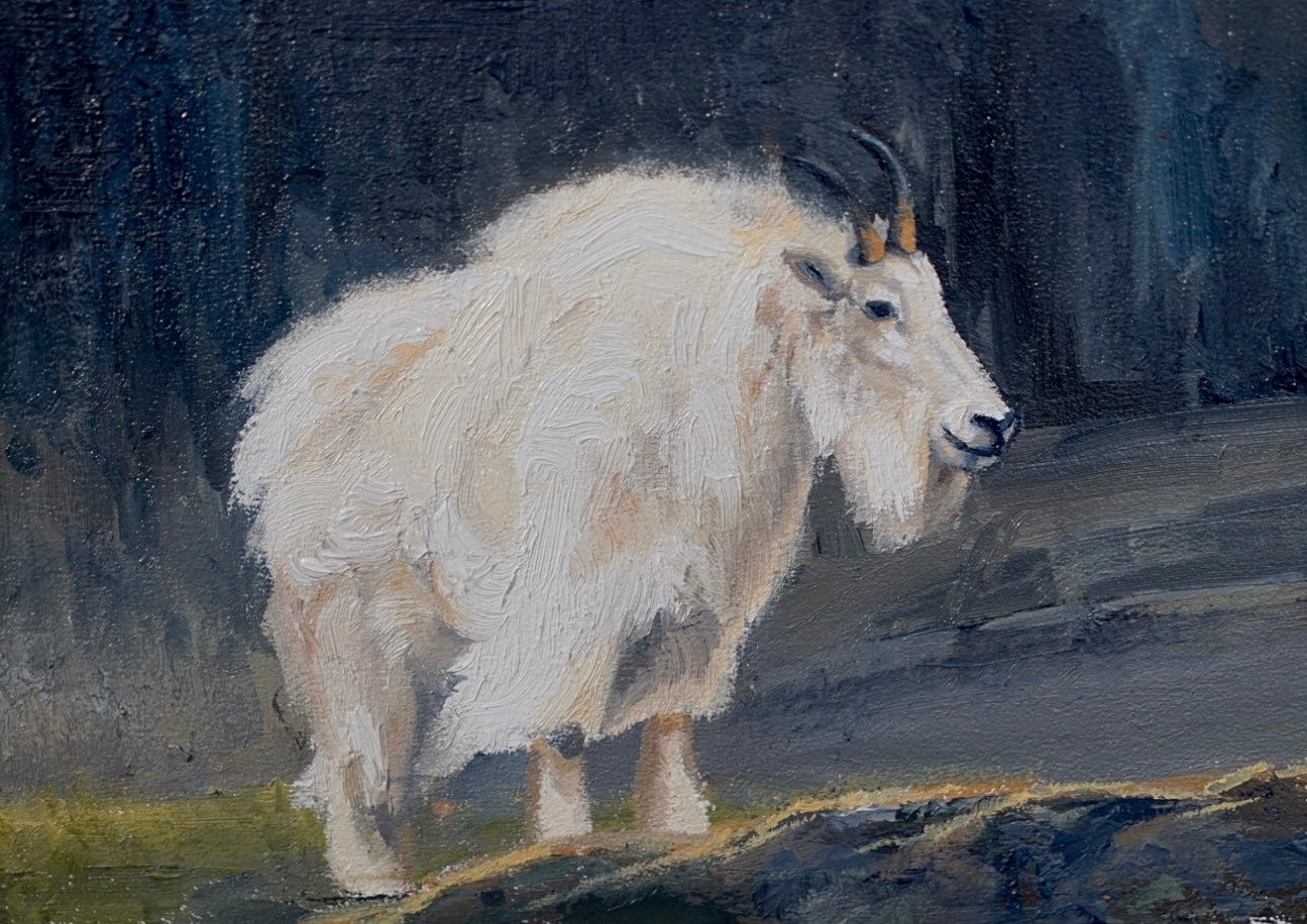 Mountain Goat Study