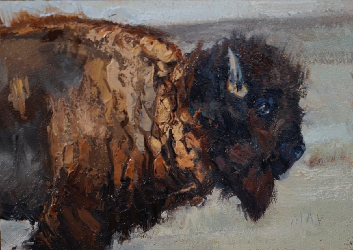 Bison Study